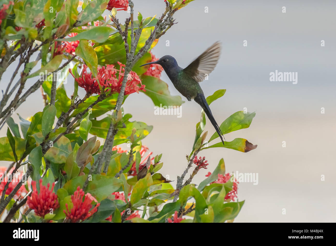 Hummingbird in flight in Minas Gerais, Brazil Stock Photo