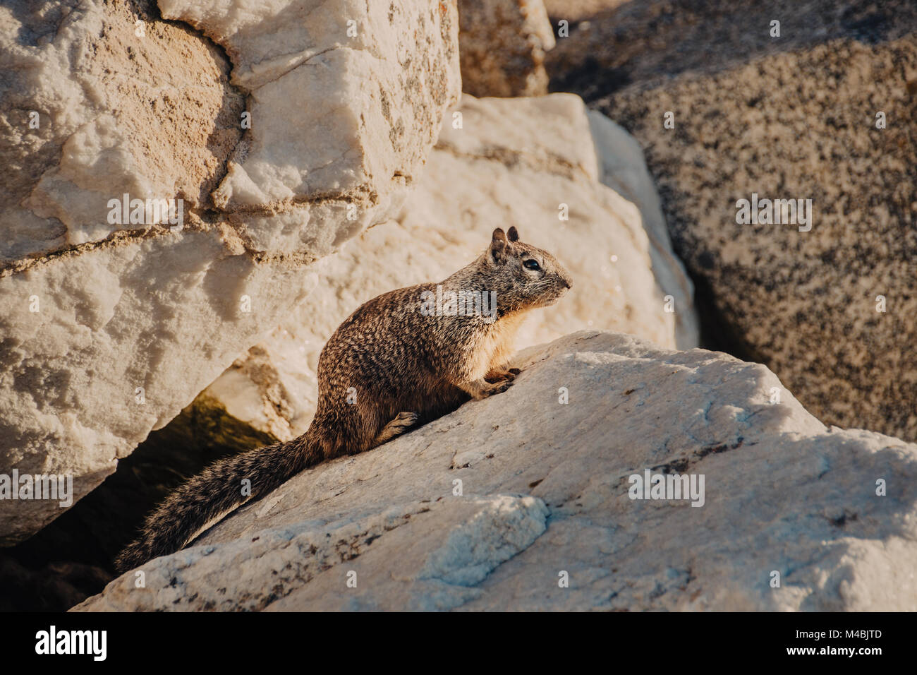sweet curious california ground squirrel, animal in california Stock Photo