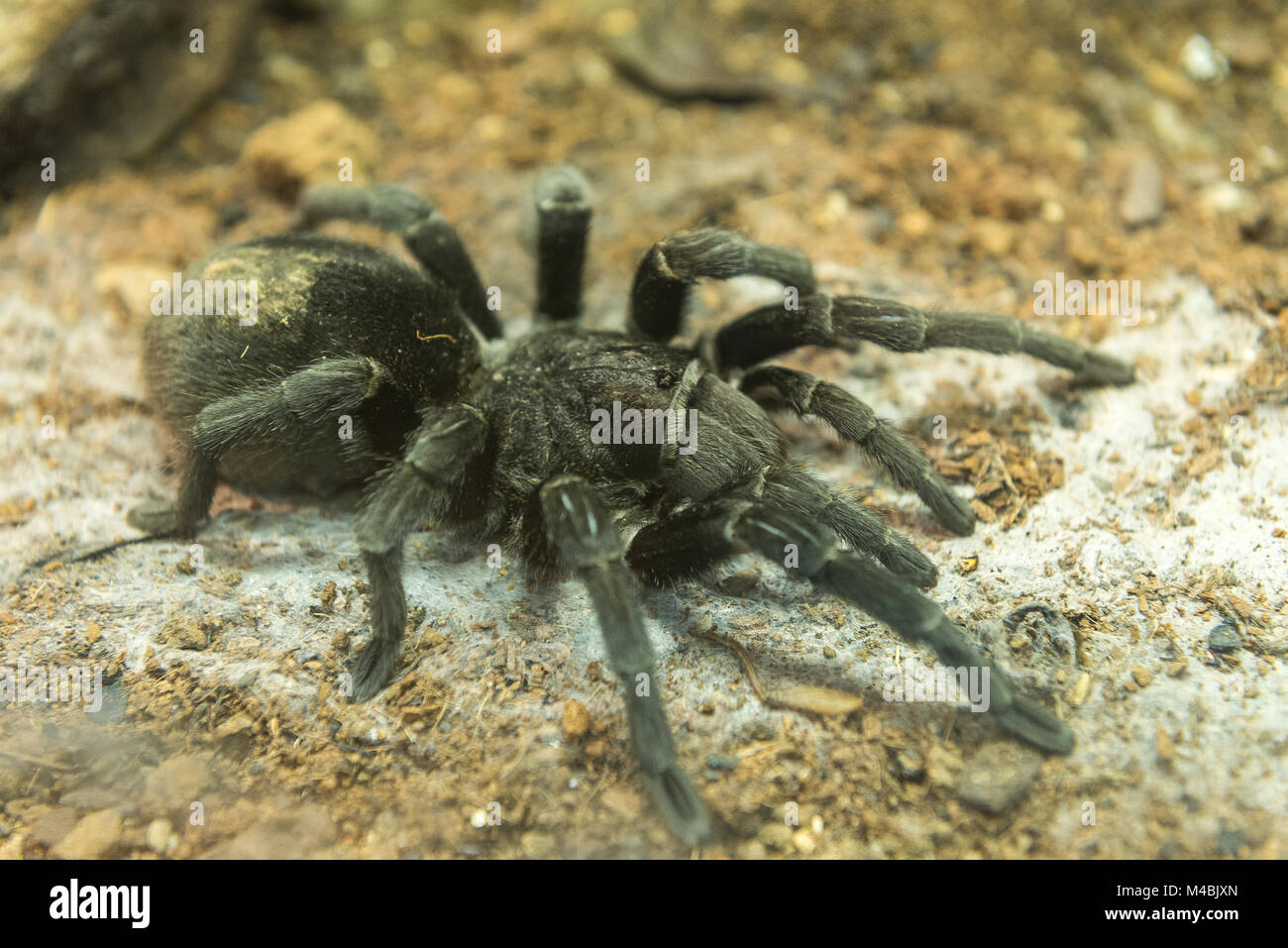Brazilian black tarantula found in Brazil and Uruguay Stock Photo