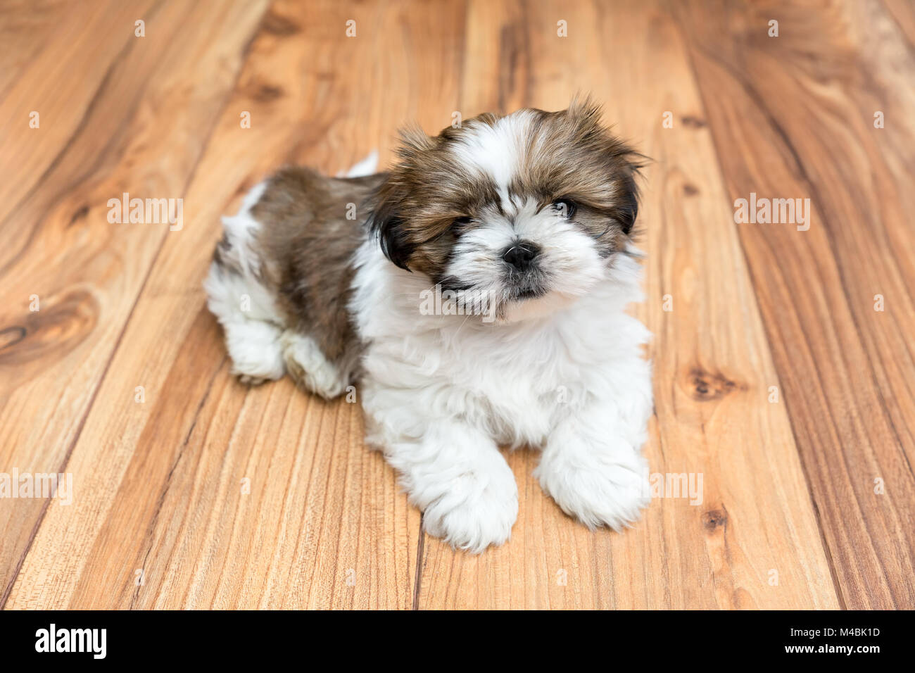 Young Chi Chu dog lying on parquet floor Stock Photo