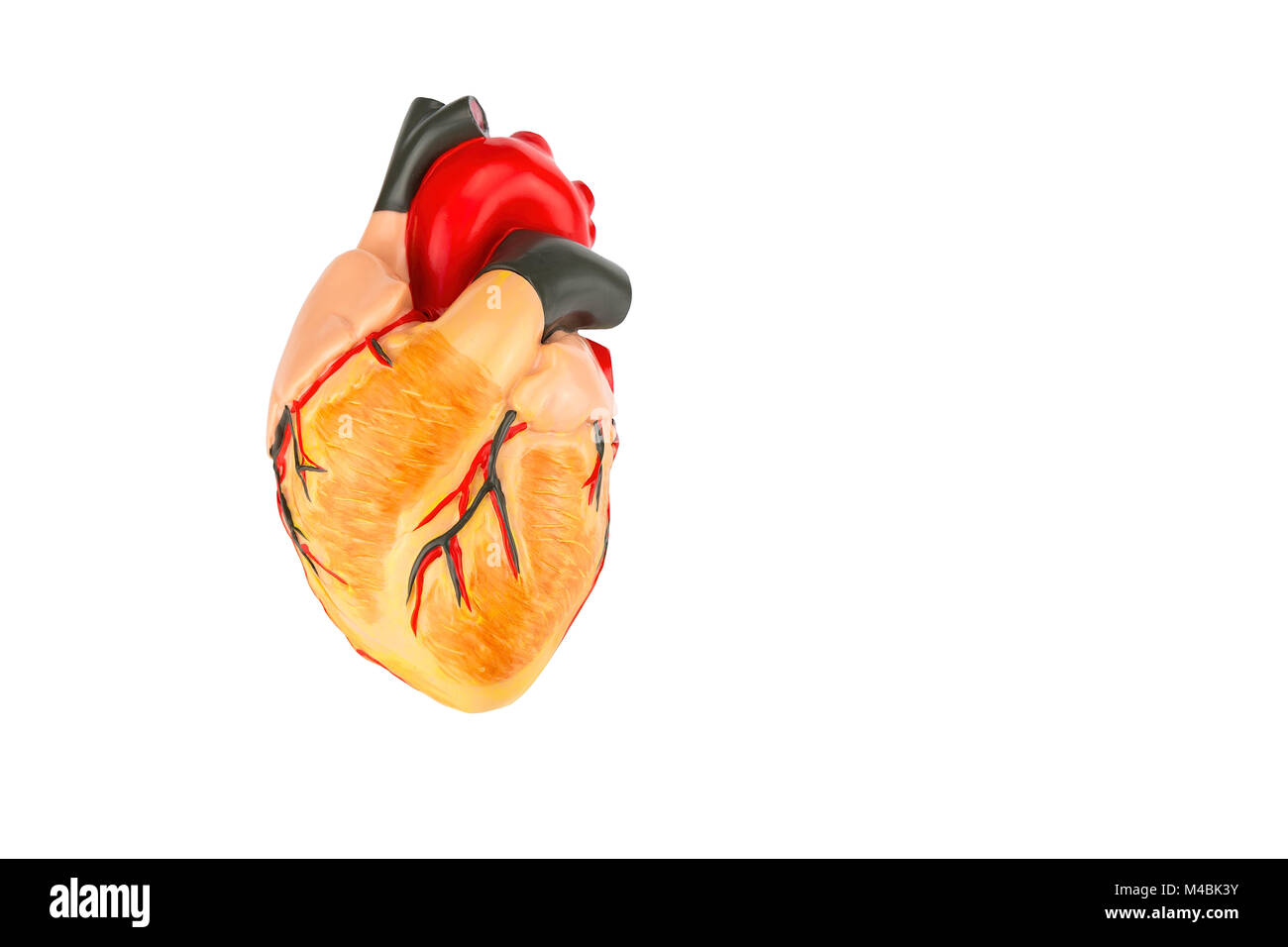 Human heart model on white background Stock Photo