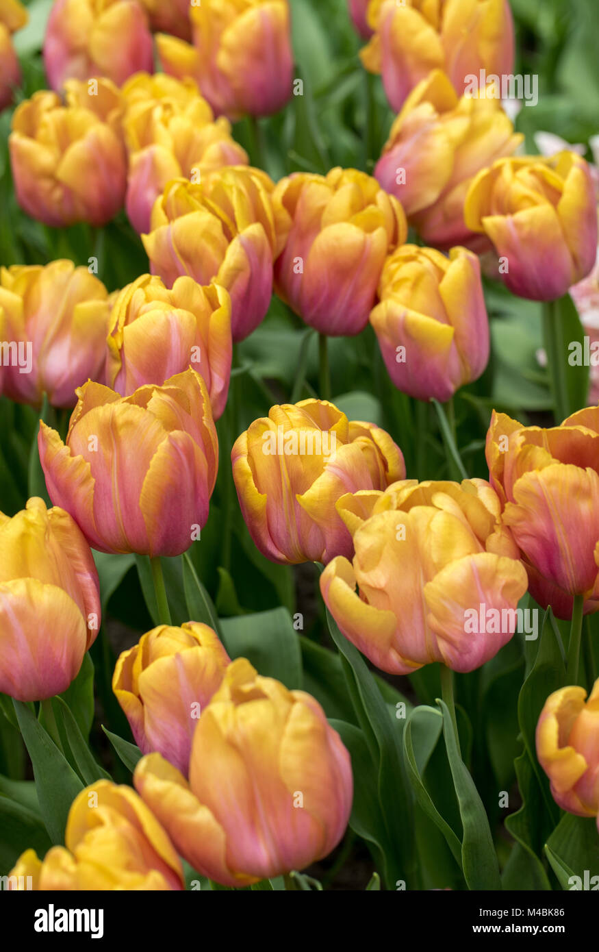 colorful tulips flowers blooming in a garden Stock Photo - Alamy