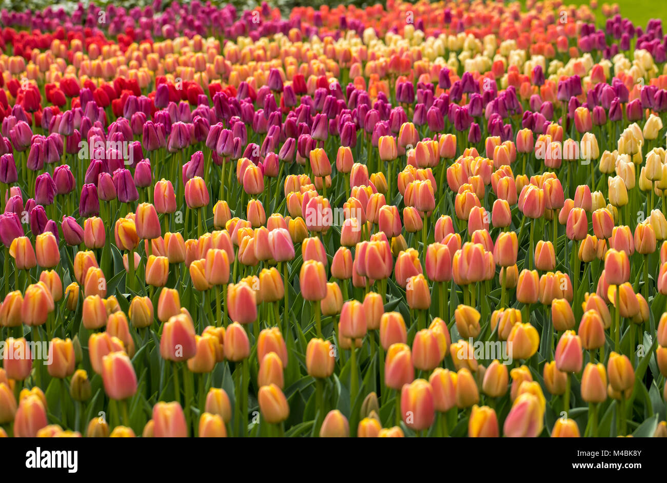 colorful tulips flowers blooming in a garden Stock Photo - Alamy