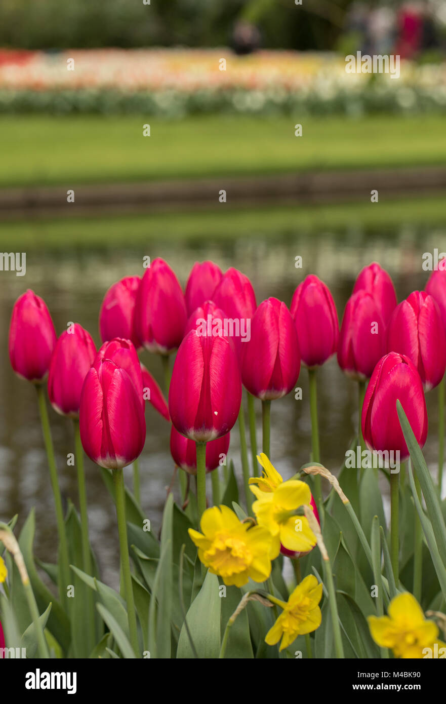 red tulips and daffodils blooming in a garden Stock Photo - Alamy