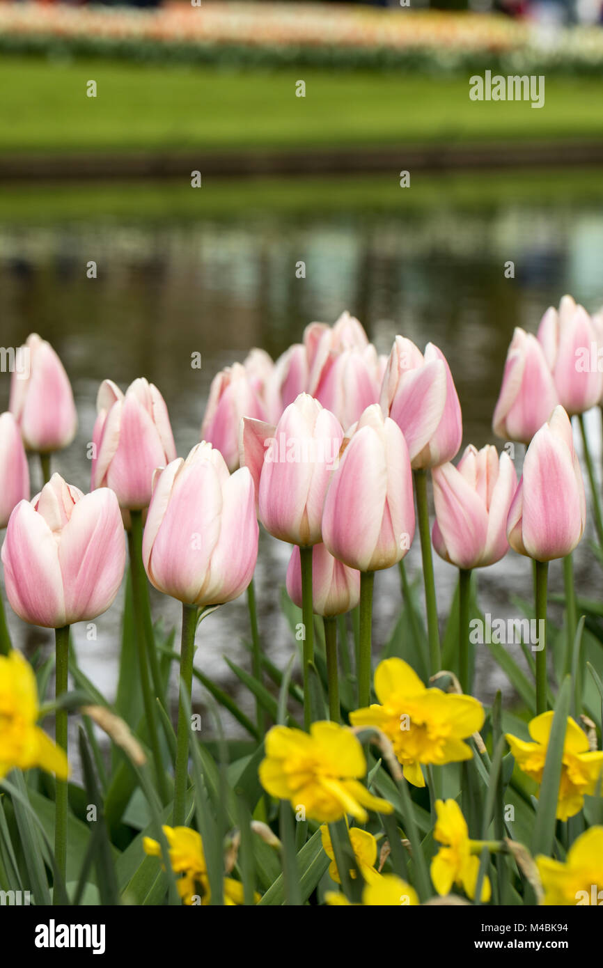 colorful tulips and daffodils blooming in a garden Stock Photo - Alamy