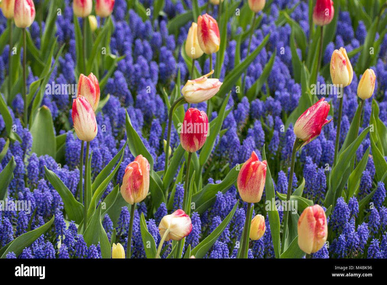 colorful tulips and grape hyacinth blooming in a garden Stock Photo - Alamy