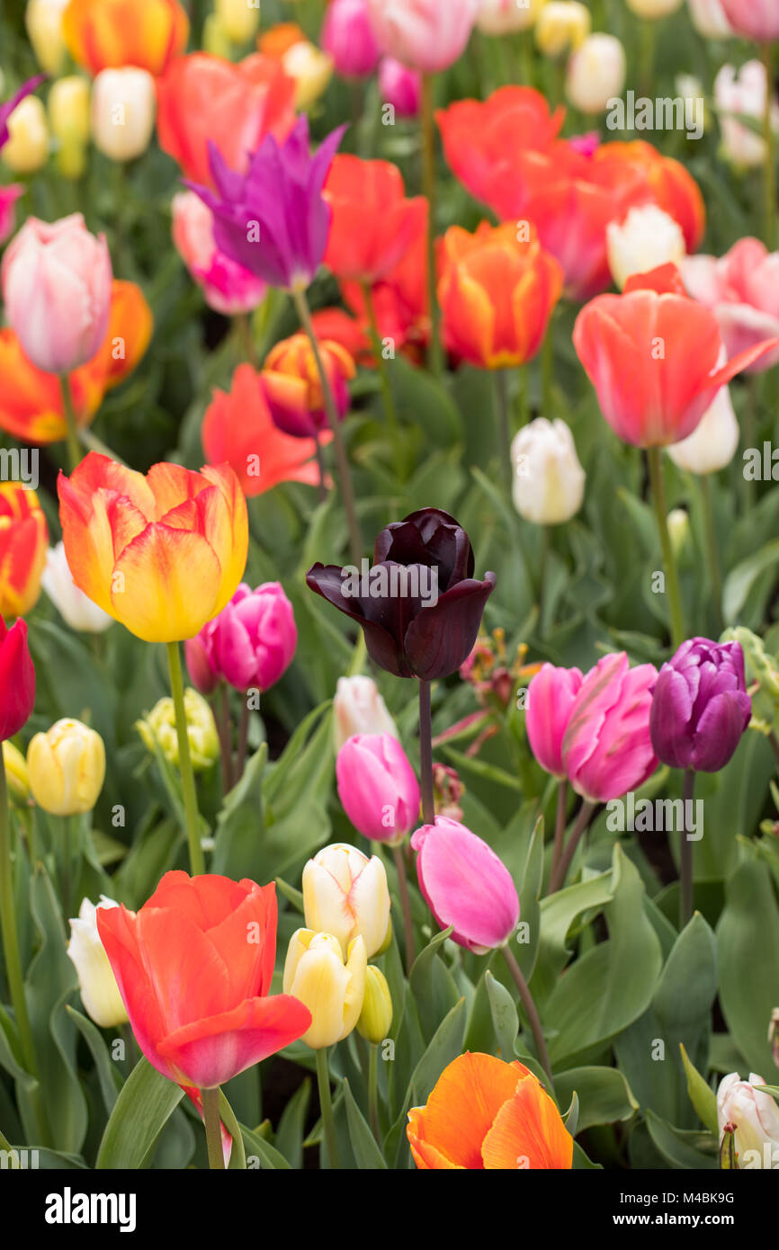 colorful tulips flowers blooming in a garden Stock Photo - Alamy