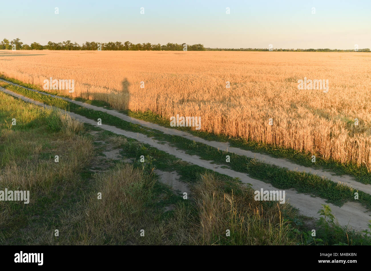 The road is trampled through the field. Golden ears of wheat under a ...