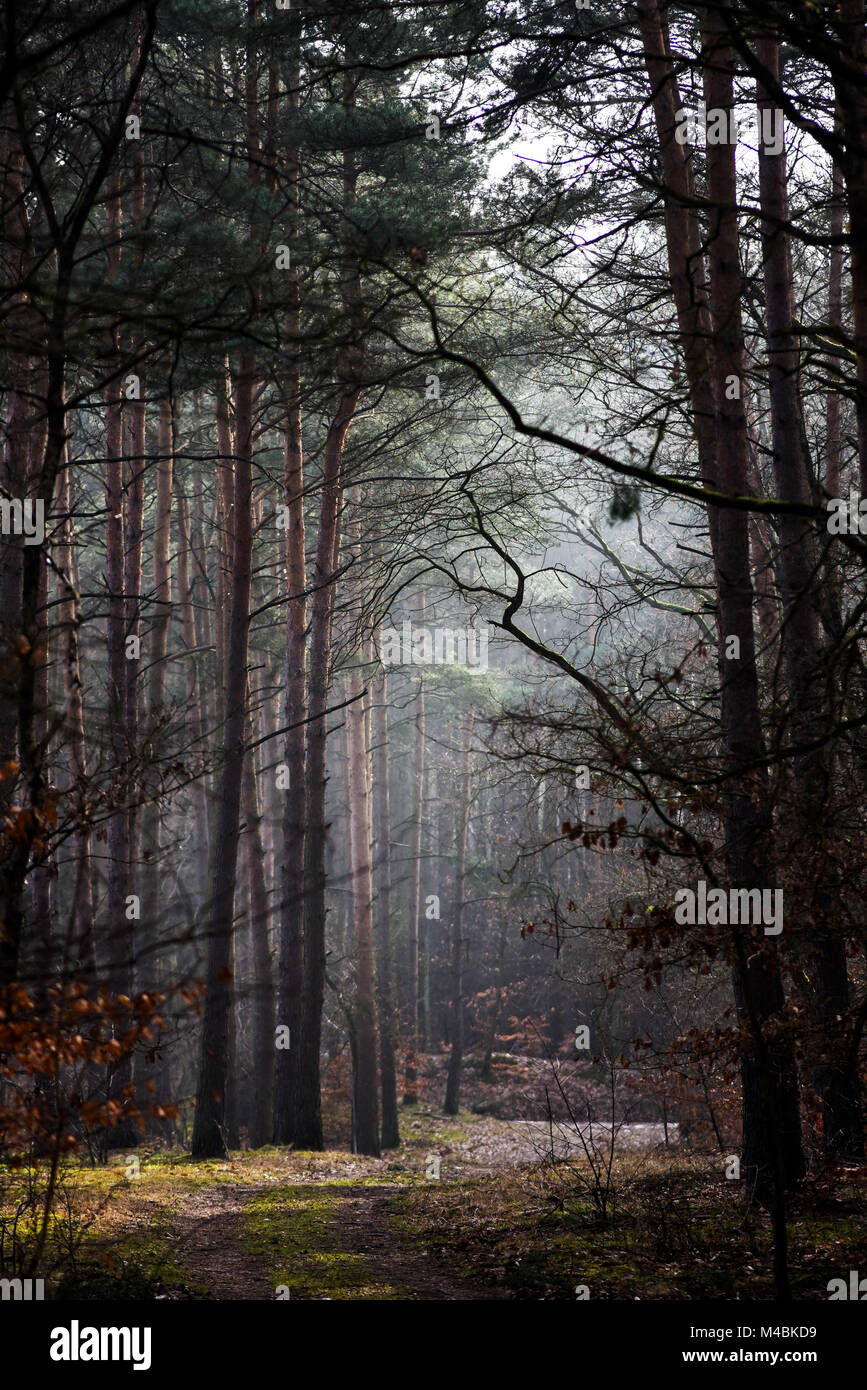 Mysterious forest landscape hi-res stock photography and images - Alamy