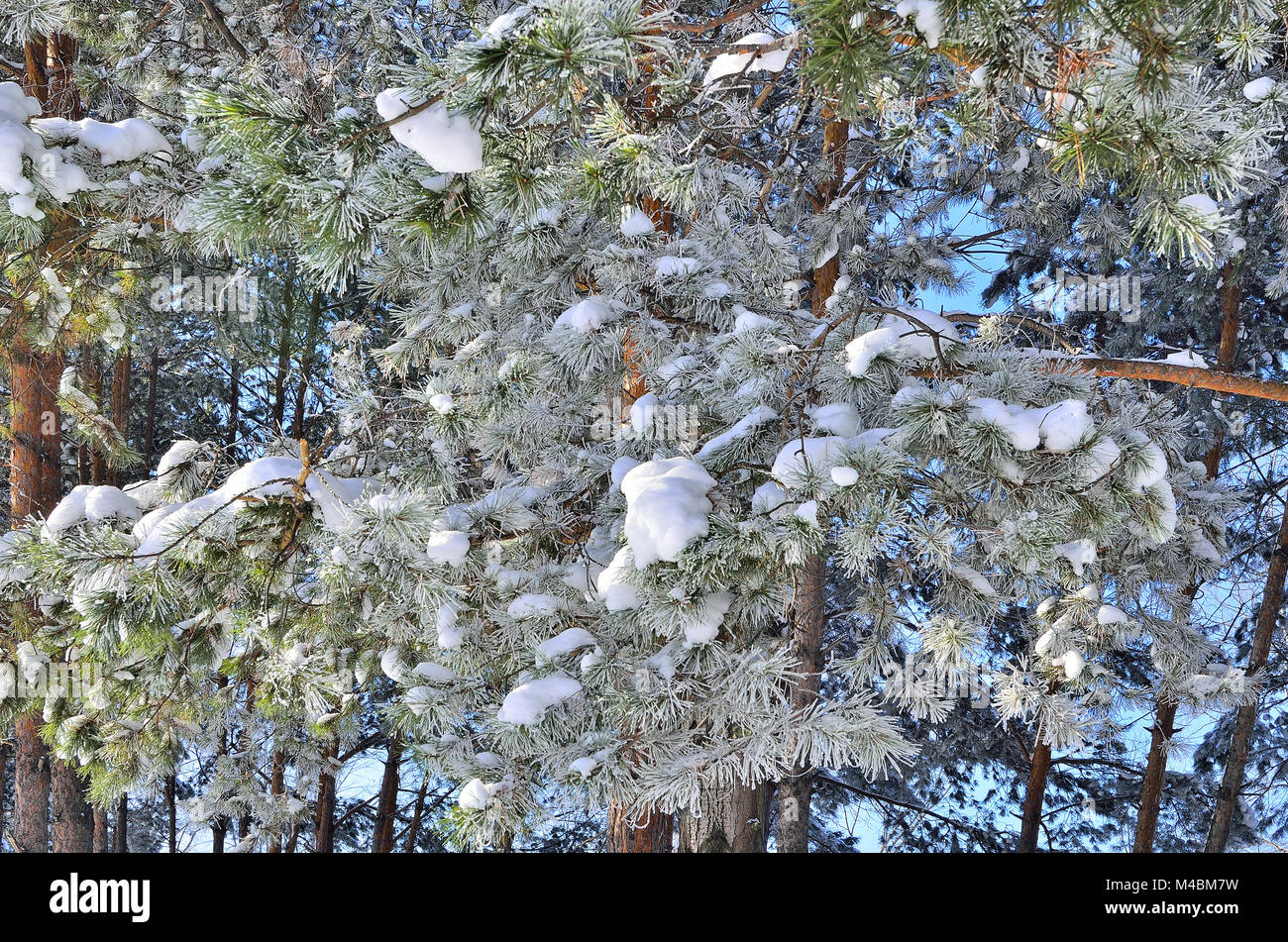 Pine tree branches covered with snow and hoarfrost Stock Photo - Alamy