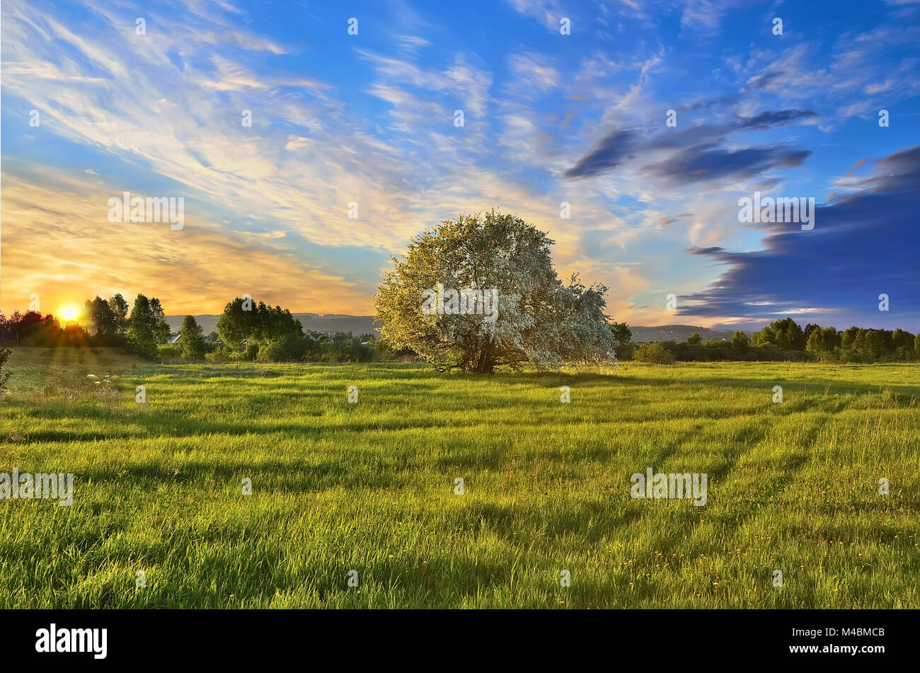 Spring tree landscape hi-res stock photography and images - Alamy