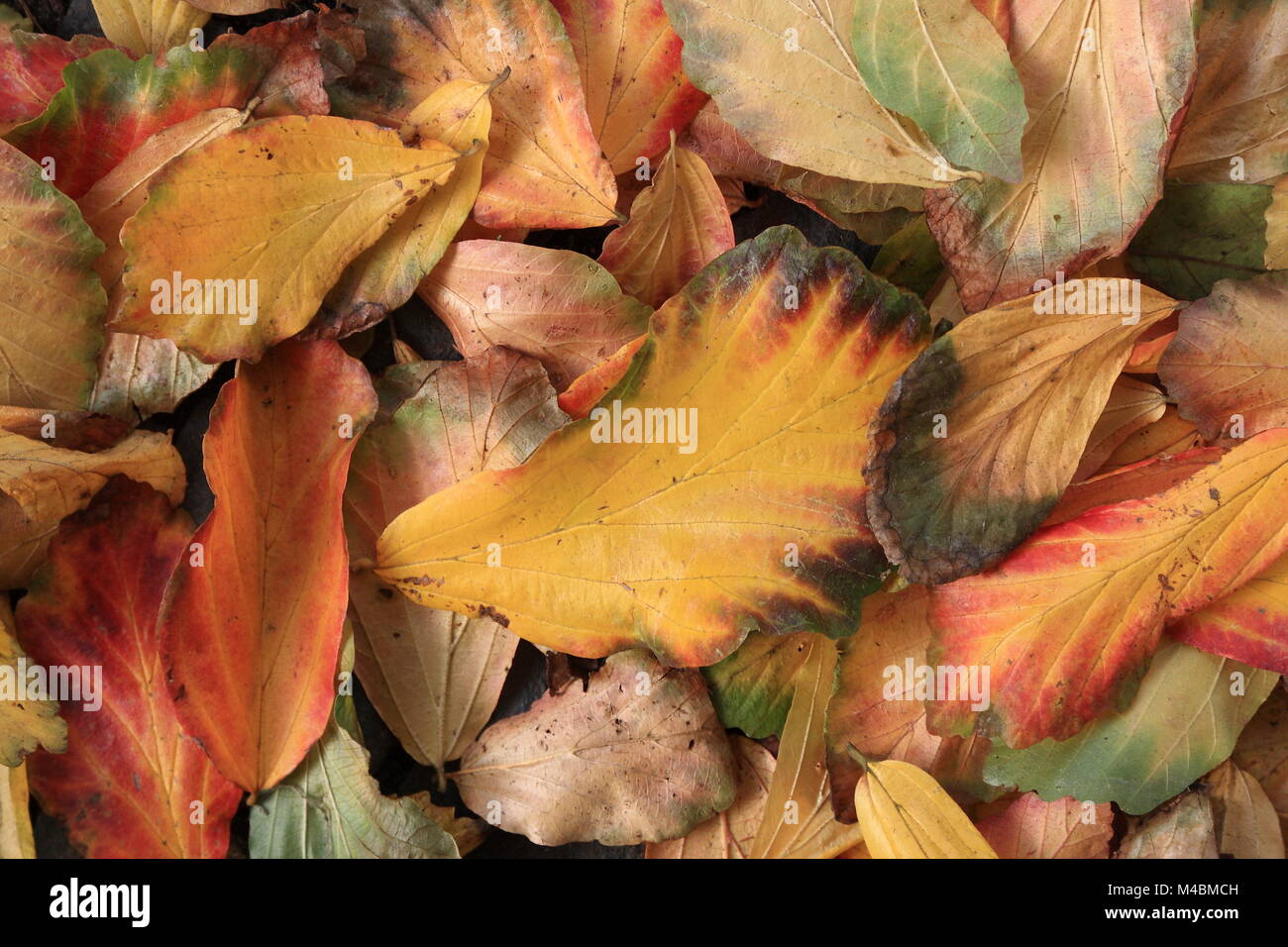 Autumn colors leaves Stock Photo