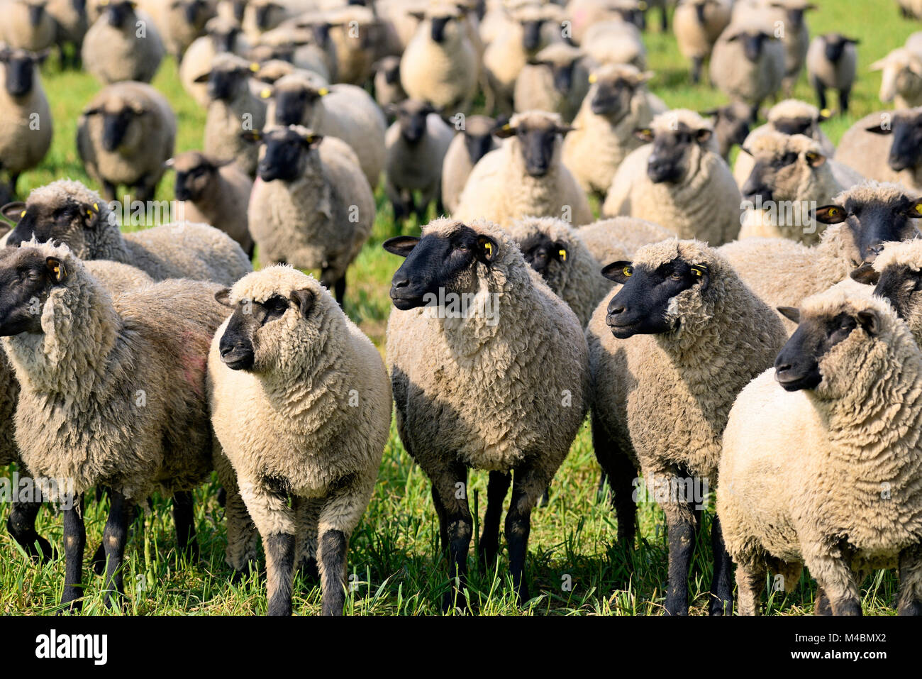 Domestic Sheep (Ovis Gmelini Aries),herd On A Pasture,North Rhine ...