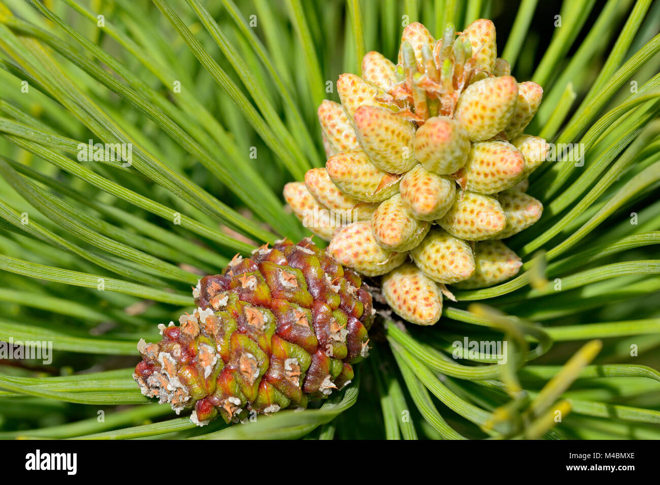 pinus-sylvestris-tree-conifer-cone-hi-res-stock-photography-and-images
