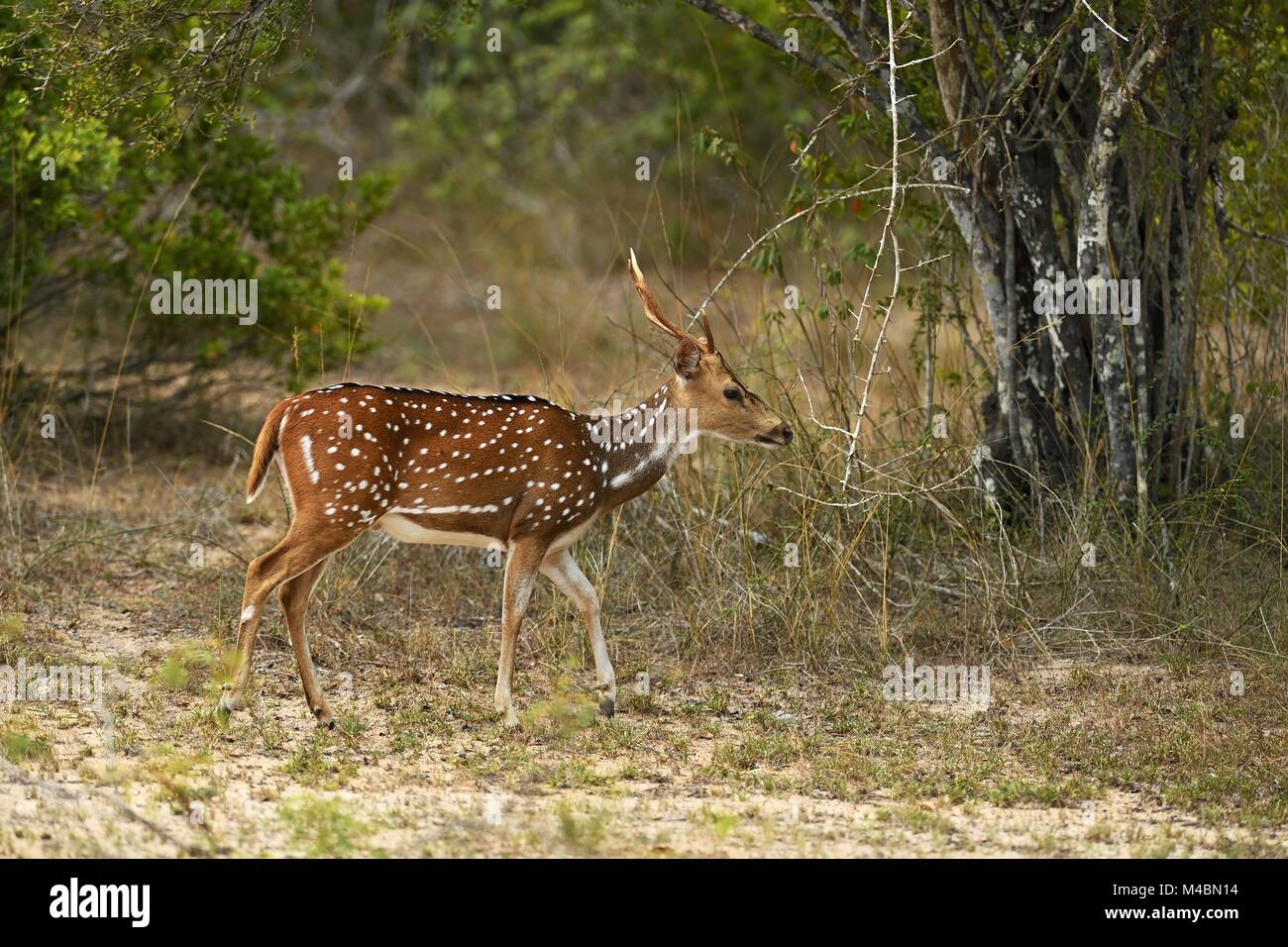 Chital (Axis axis),ram walks through shrubland,Wilpattu National Park,Sri Lanka Stock Photo