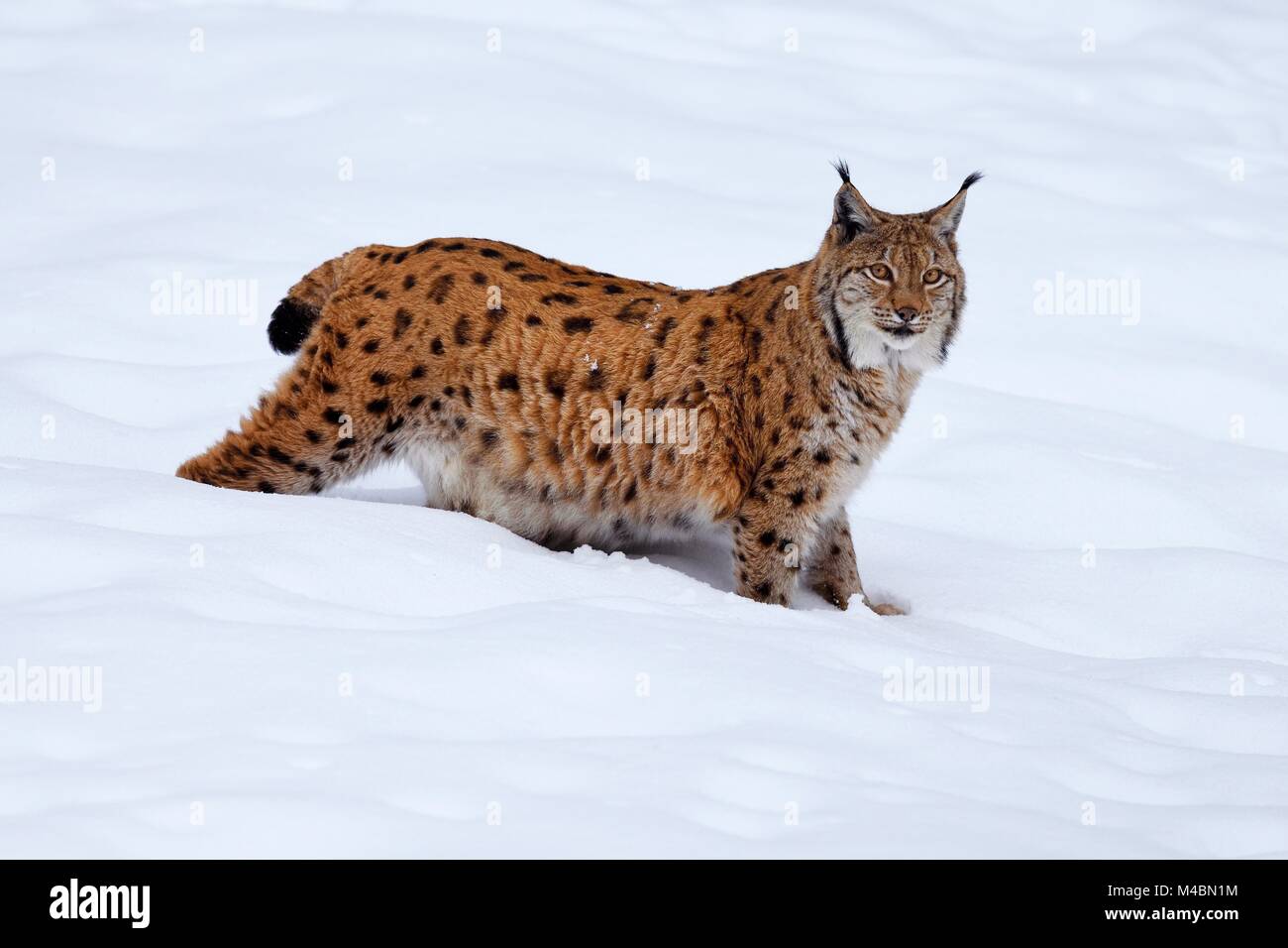 Eurasian lynx (Lynx lynx),standing in the snow,captive,Germany Stock ...