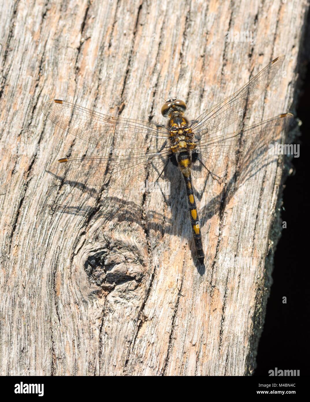 Male sunbathing on hi-res stock photography and images - Alamy