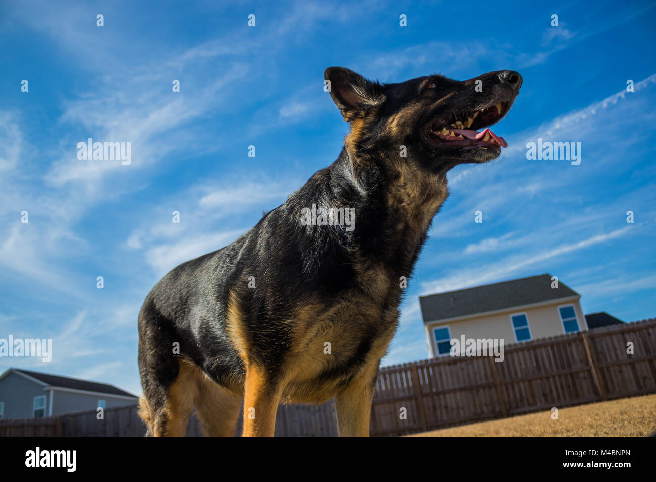 Friendly police dog hi-res stock photography and images - Page 4 - Alamy