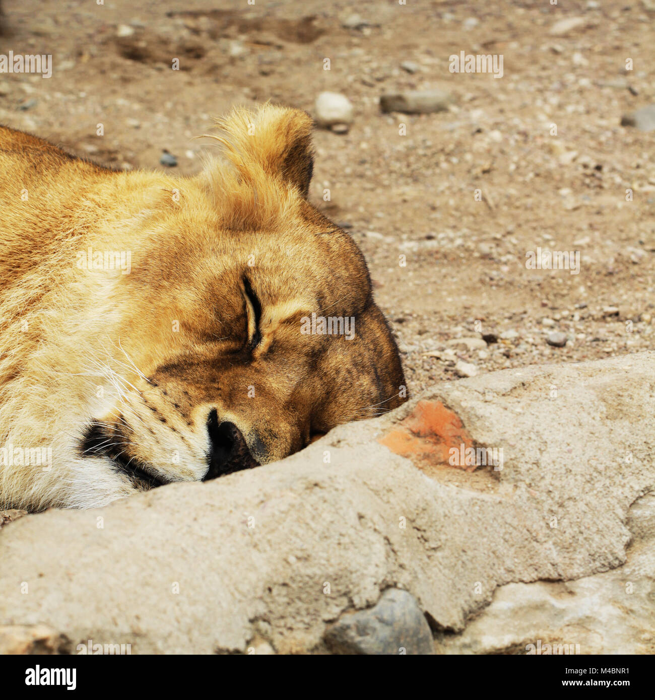 Lioness close up animal photo Stock Photo