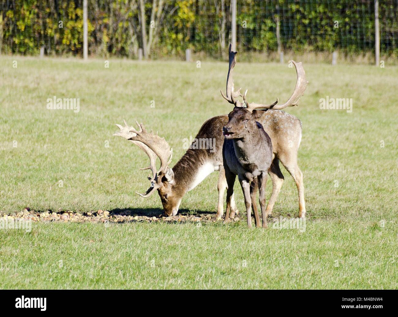fallow deers at a feeding site Stock Photo