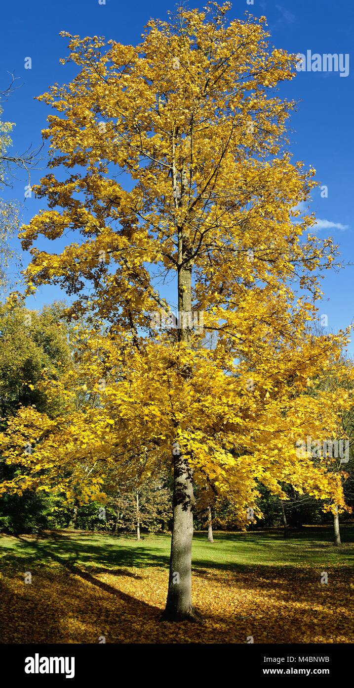 tree with gold coloured leaves Stock Photo