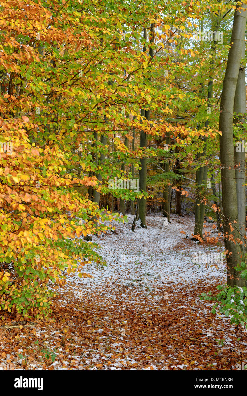 first snow in the beechwood Stock Photo