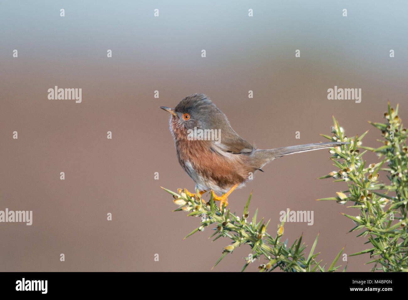 Dartford warbler (Sylvia undata) bird perched on a gorse bush at Thursley Common National Nature Reserve in Surrey, UK with copy space Stock Photo