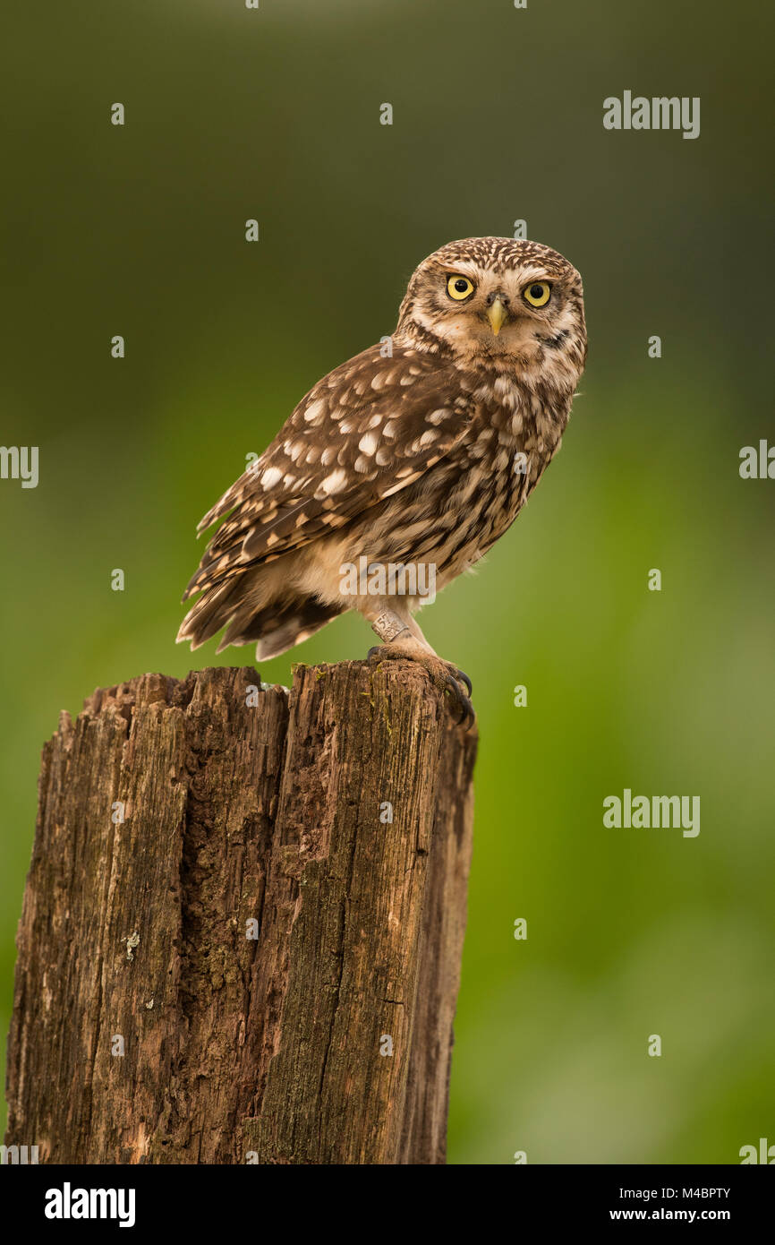 Little owl (Athene noctua) sits on tree stump,direct look,Rhineland-Palatinate,Germany Stock Photo