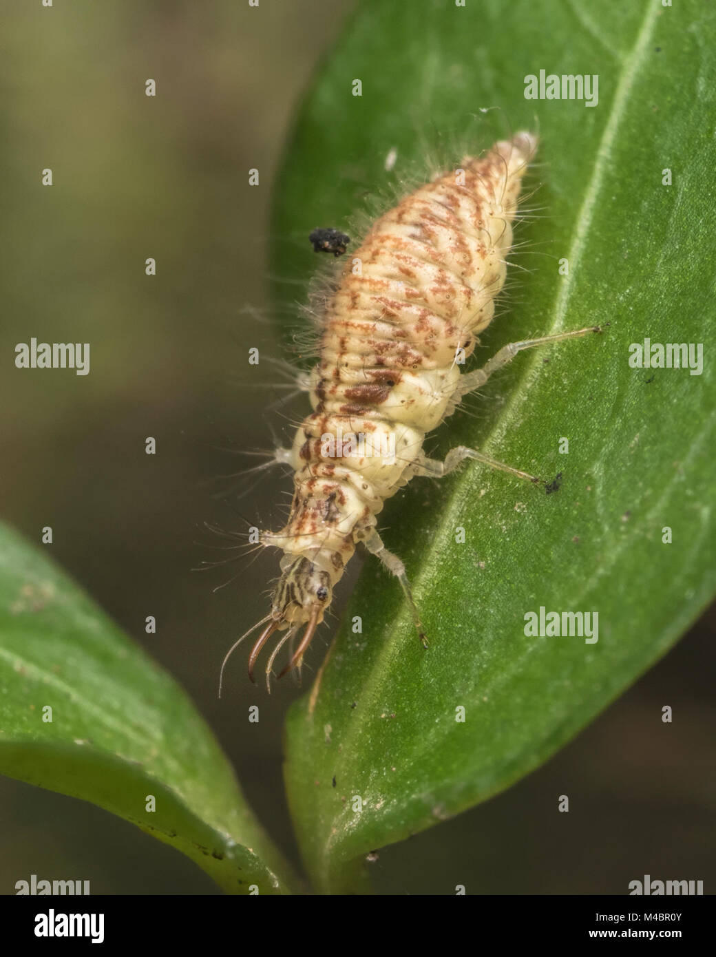 Lacewing larva walking along a leaf. Tipperary, Ireland. Stock Photo