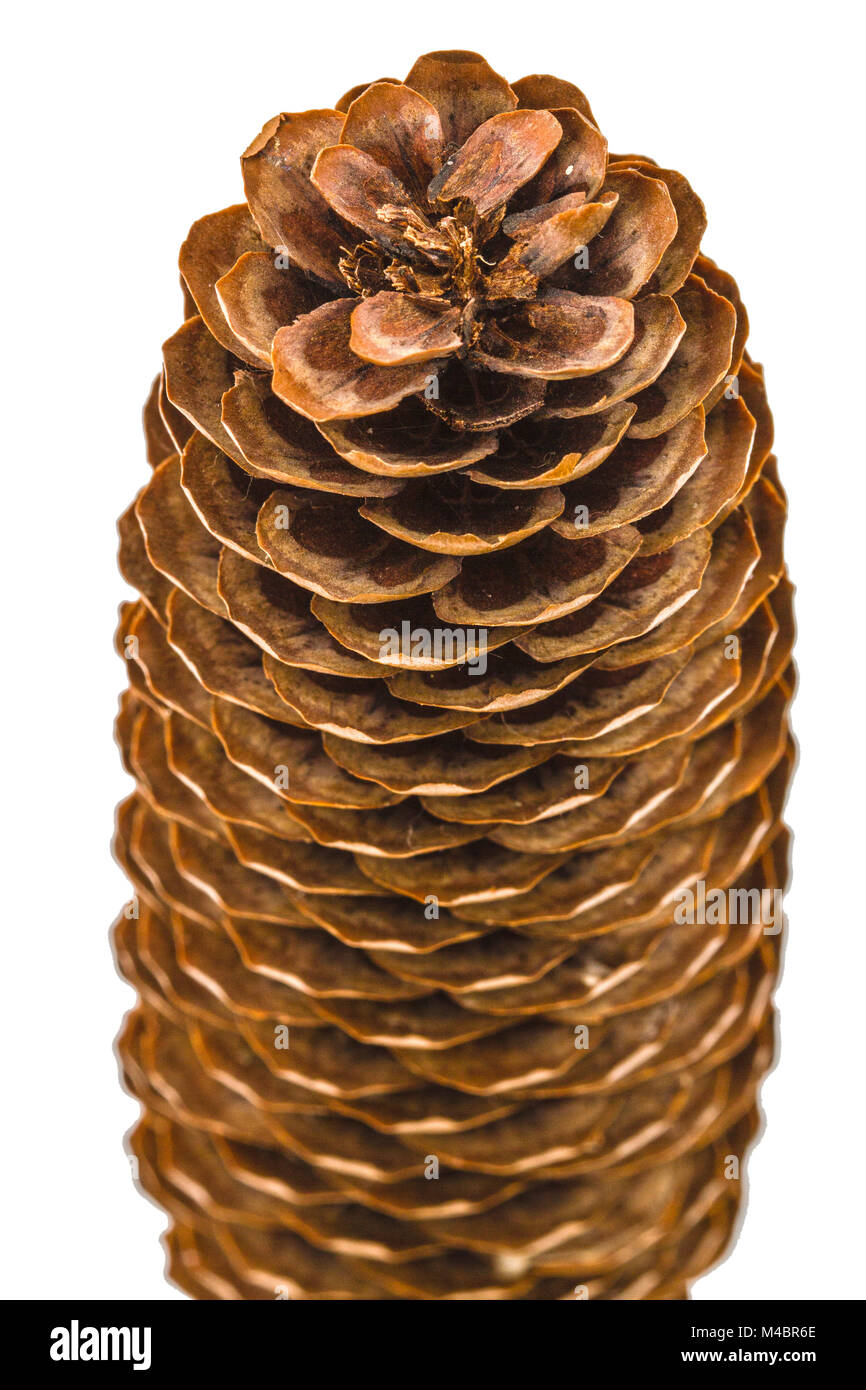 Beautiful pine cone closeup isolated on a white background Stock Photo ...