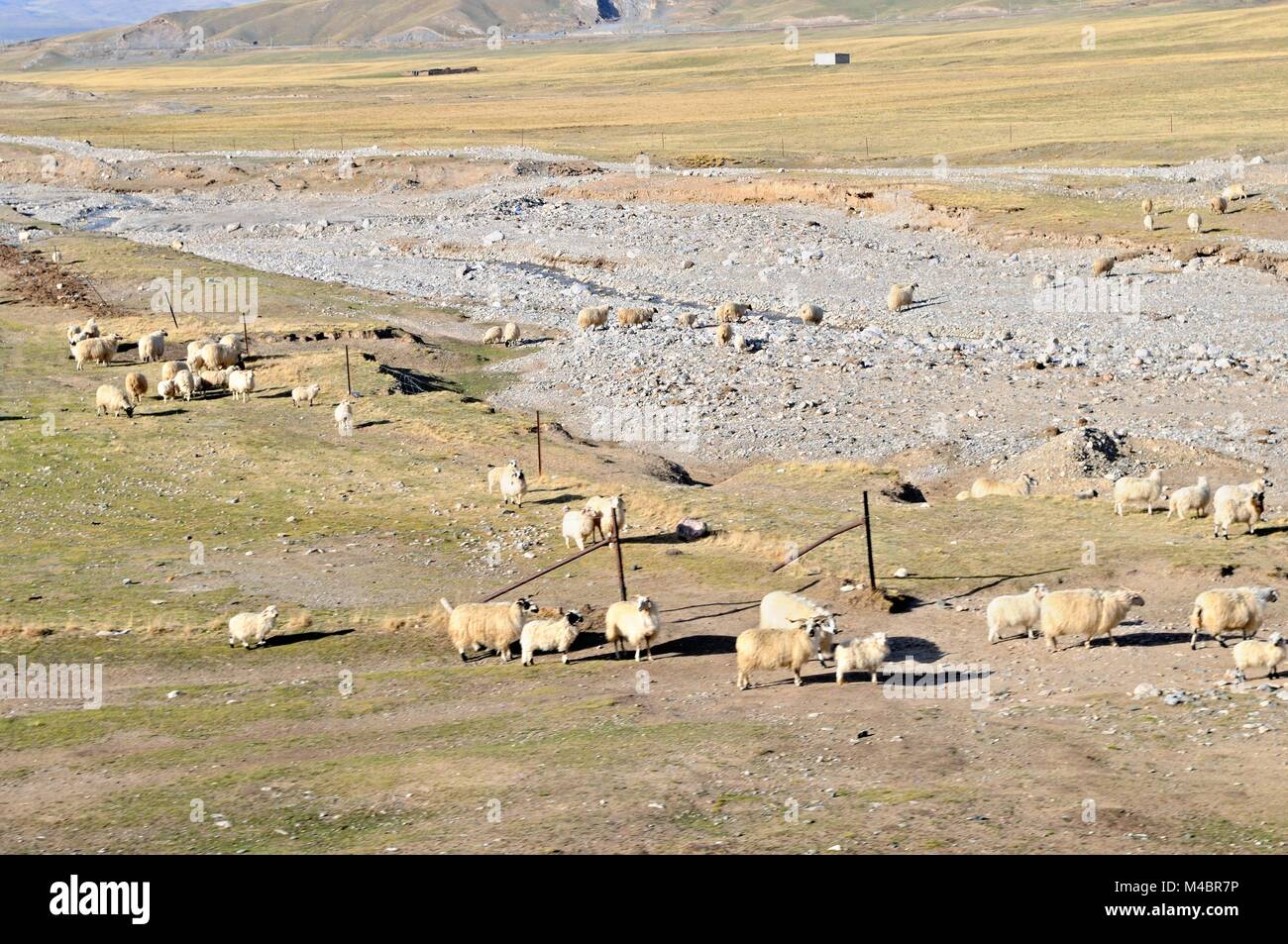 Hard life of the sheep at the Tibet railway line Stock Photo