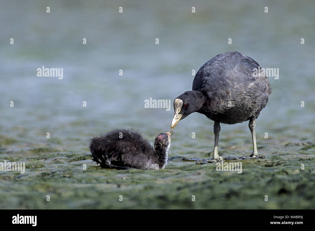 Eurasian Coot, the female lays up to 10 eggs Stock Photo