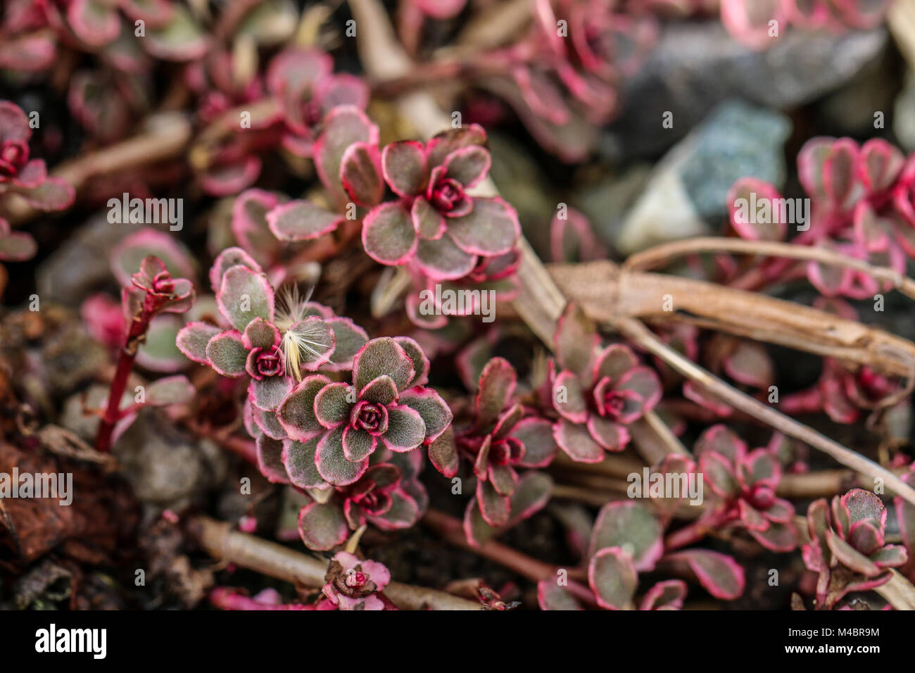 Sedum spurium stonecrop dark red, two coloured Stock Photo