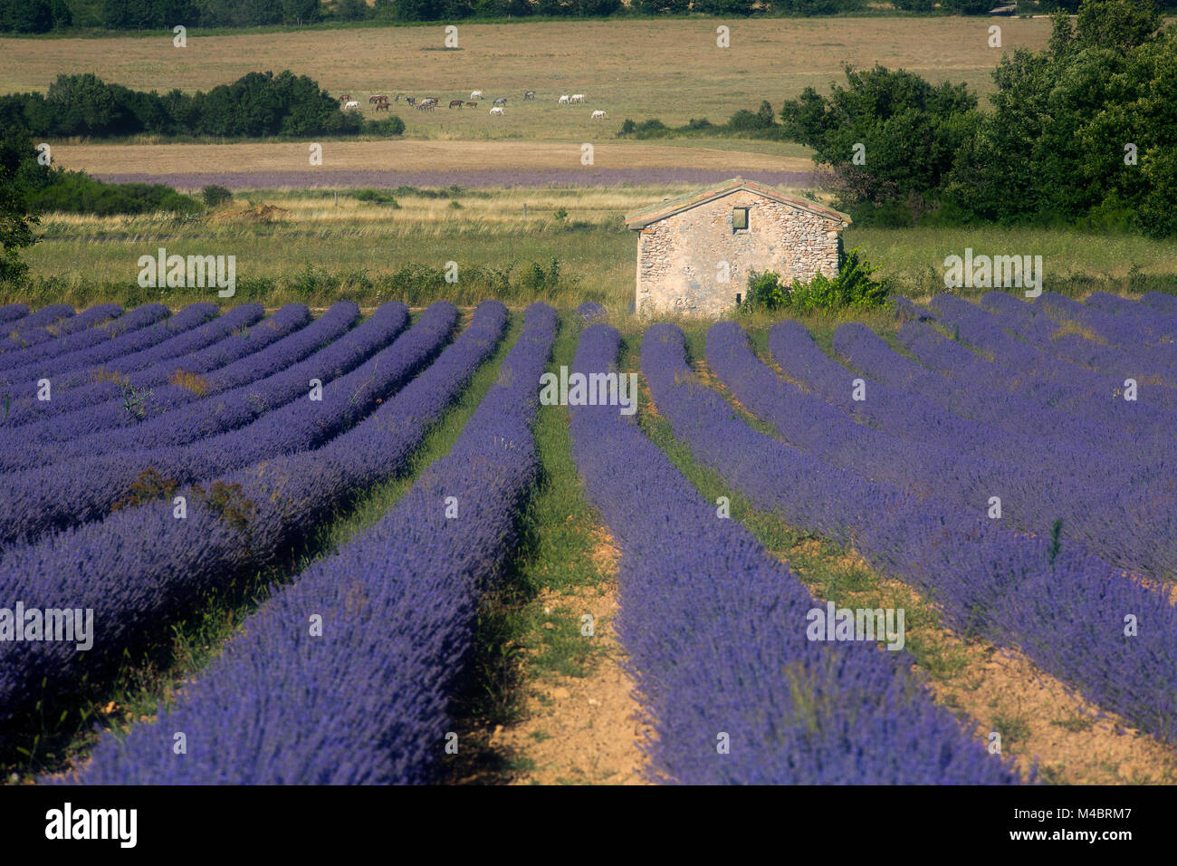 Lavender field with old stone house,Plateau de Valensole,Département Alpes-de-Haute-Provence,France Stock Photo