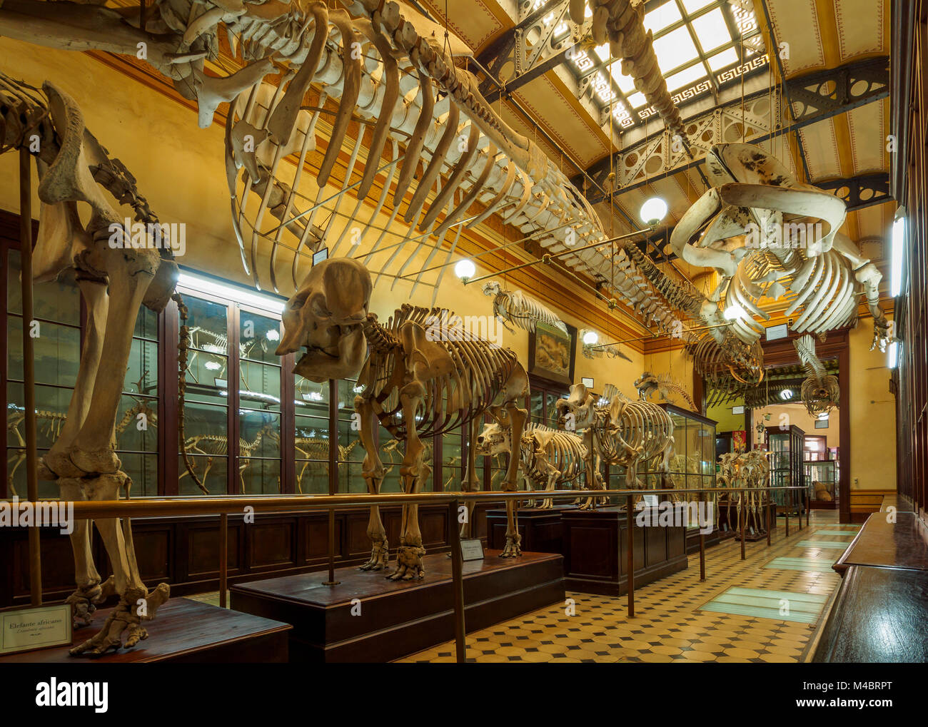Natural History Museum,interior,La Plata,Buenos Aires Province,Argentina Stock Photo