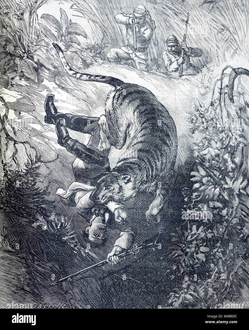 Tiger Attacking Hunter India (Engraving, 1880) Stock Photo