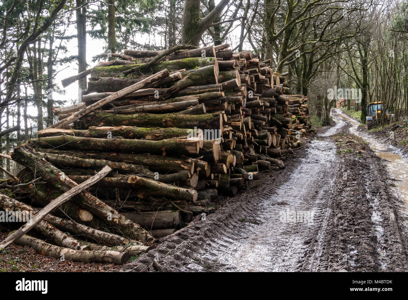 Log pile in woodland where trees are being cleared Stock Photo