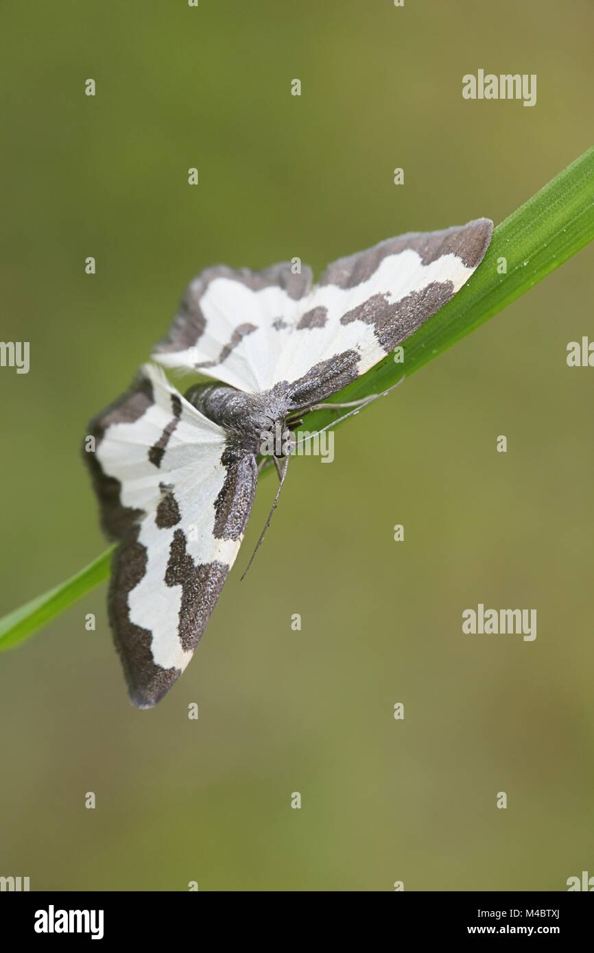 Clouded border, Lomaspilis marginata Stock Photo Alamy
