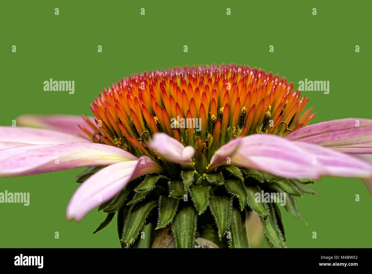 Echinacea purpurea Stock Photo Alamy