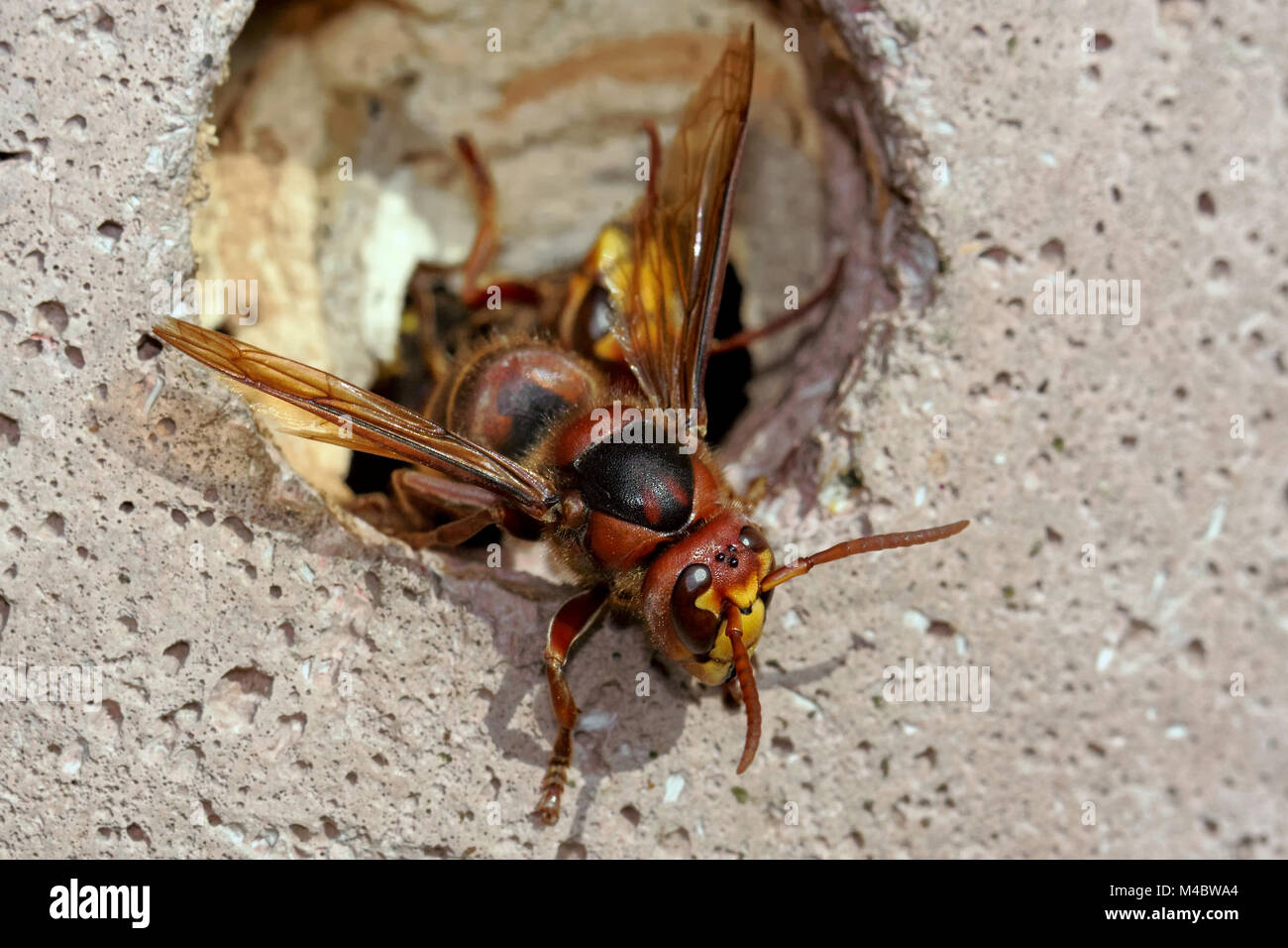 European hornet in a nest box Stock Photo