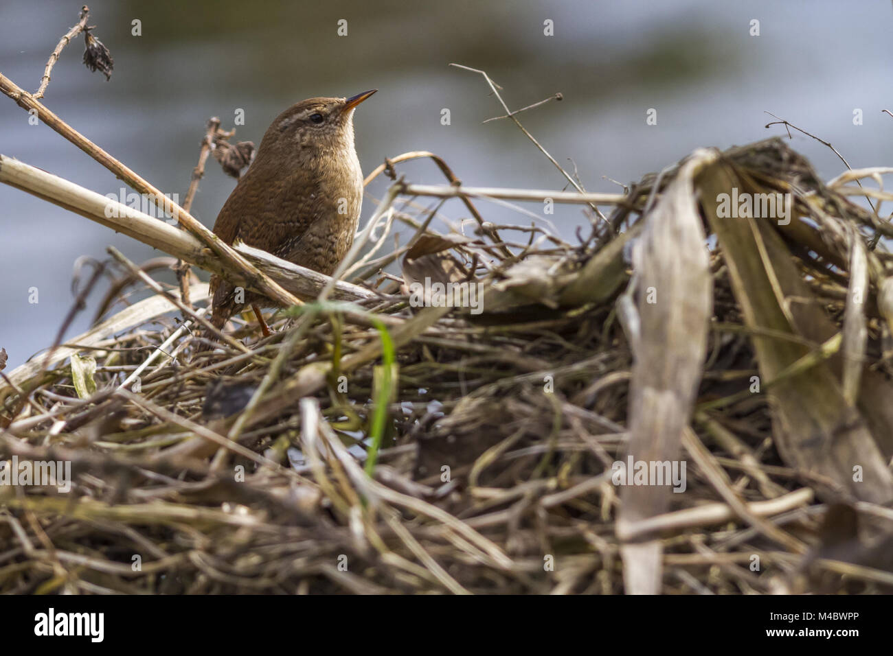 Wren Stock Photo