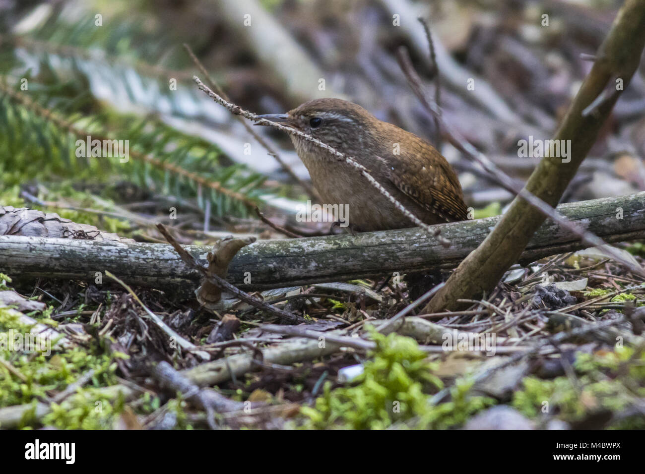 Wren Stock Photo