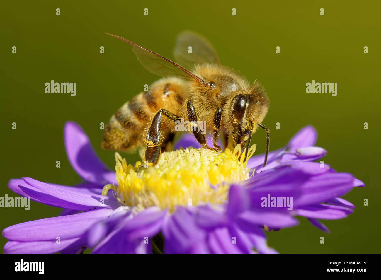 bee on an aster Stock Photo