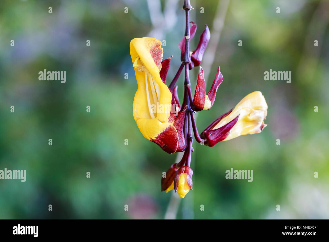 Blossoms of a Mysore trumpetvine - Thunbergia mysorensis Stock Photo
