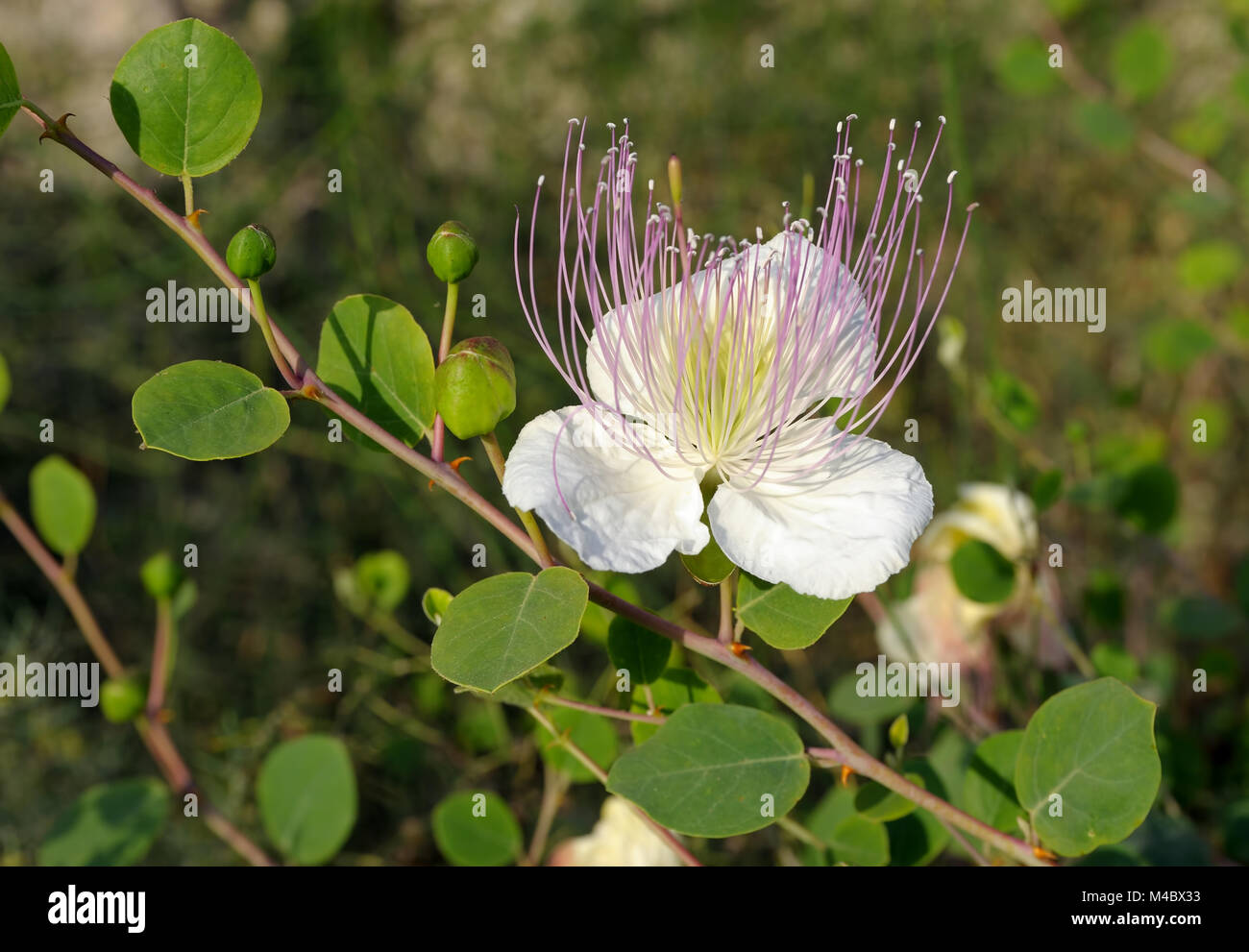 Capparis Spinosa High Resolution Stock Photography And Images Alamy