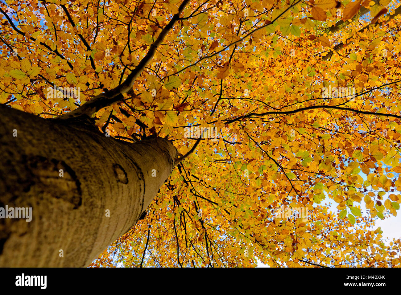 Old beech woods germany hi-res stock photography and images - Alamy