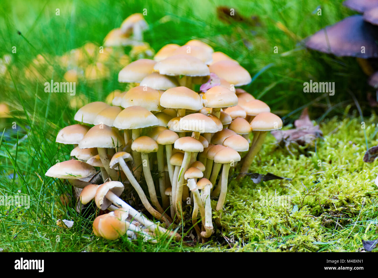A lot of Mushrooms in the Garden Stock Photo Alamy