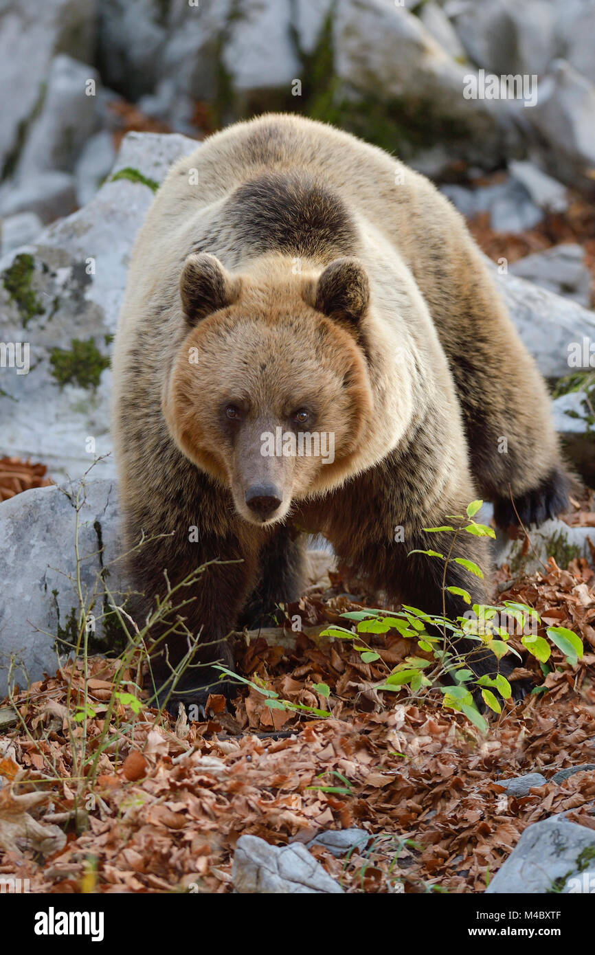 European brown bear (Ursus arctos arctos),in the karst forest,Notranjska,Slovenia Stock Photo