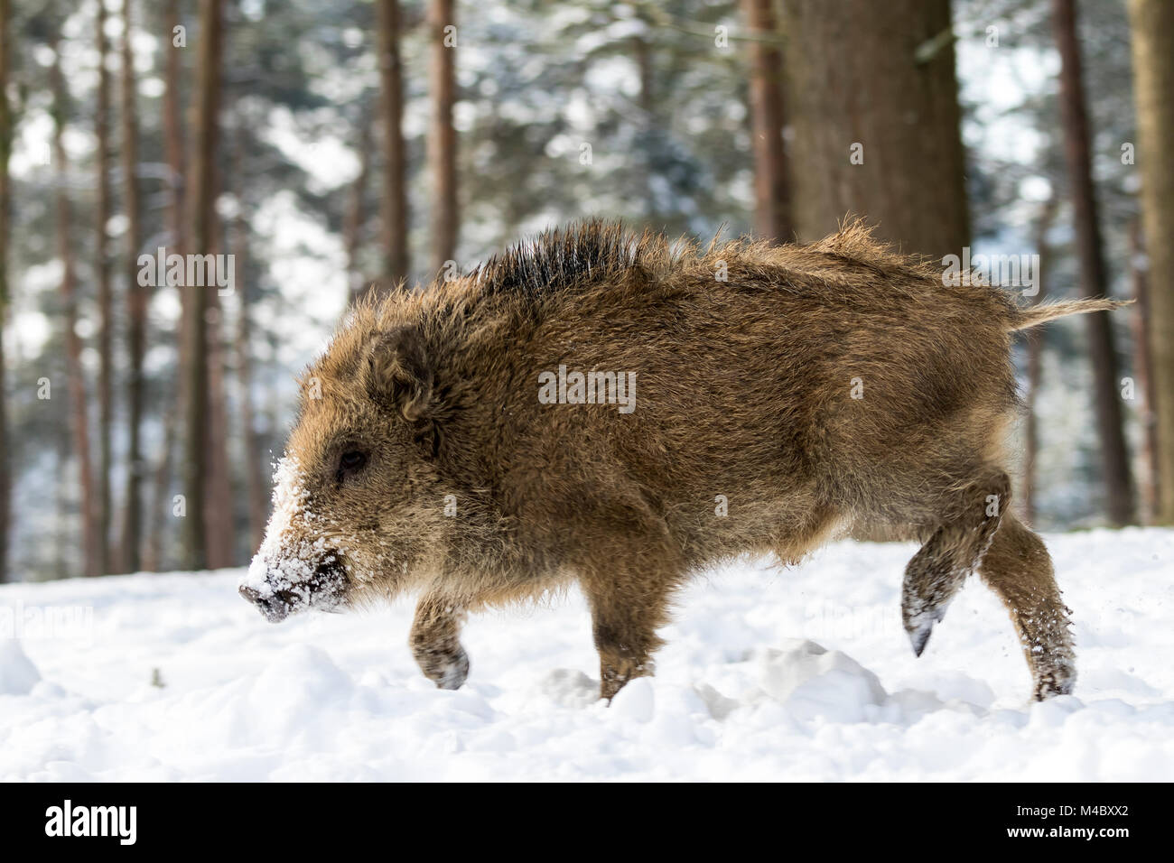 Wild boar (Sus scrofa) in the snow,Vulkaneifel,Rhineland-Palatinate,Germany Stock Photo