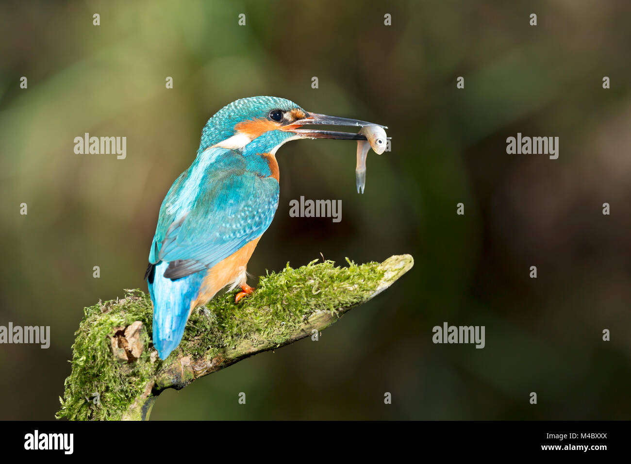 Common kingfisher (Alcedo atthis) with fish as prey,sits on mossy branch,North Rhine-Westphalia,Germany Stock Photo